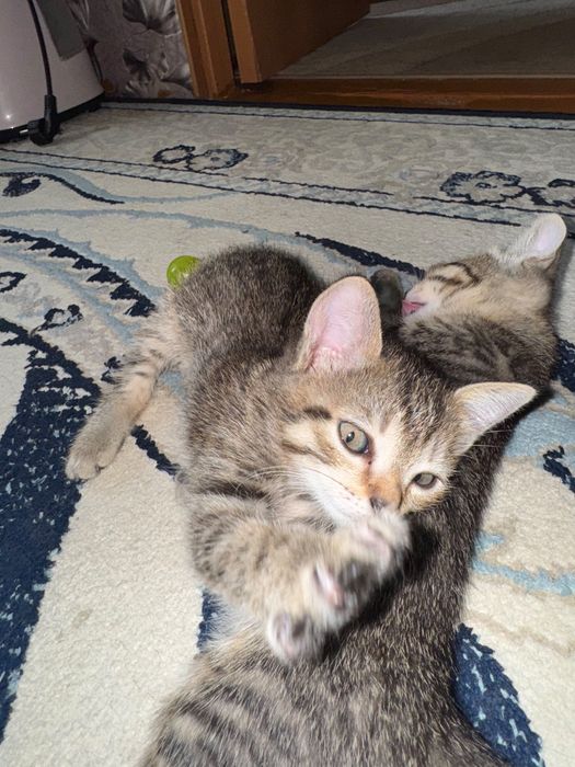 Отдам котят в добрые руки