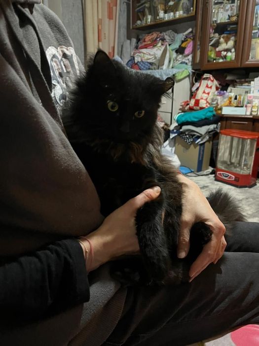 Кот в добрые руки