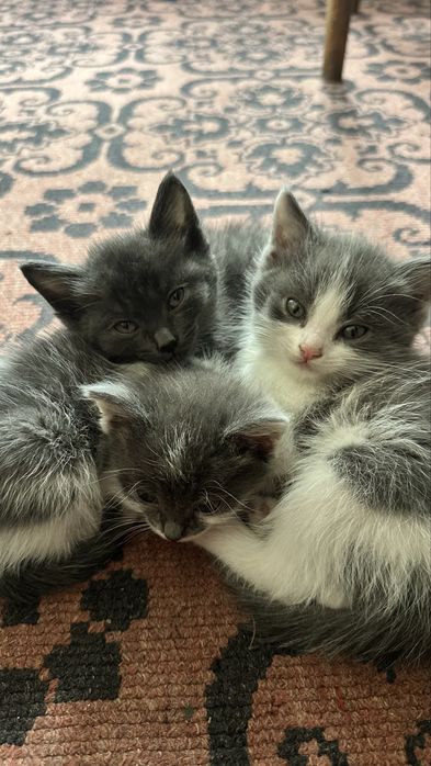 Милые котята 2 девочки и 1 мальчик( пятнистый)