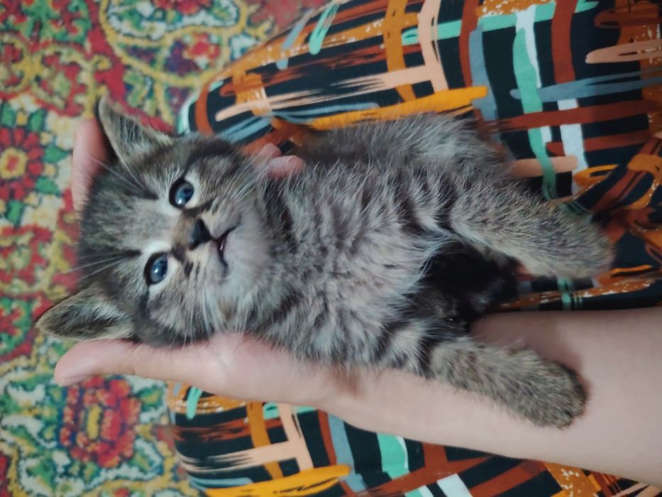 Продаются котята