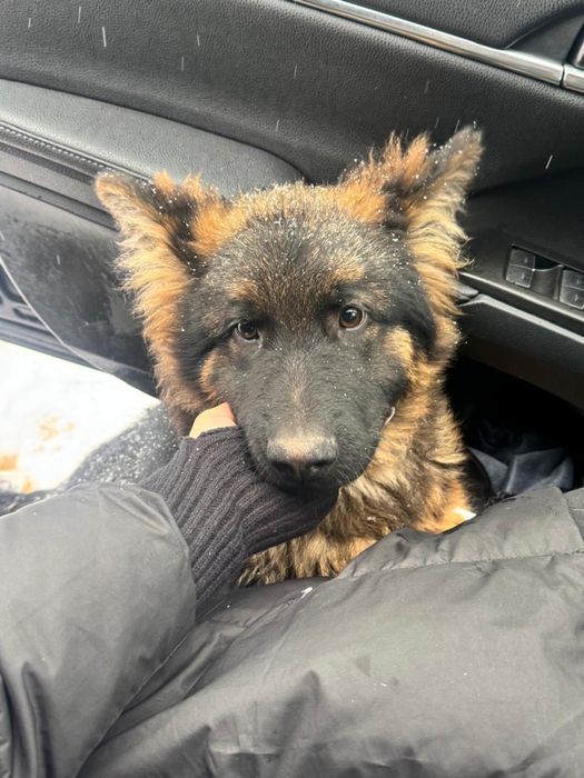 Продается немецкая овчарка 6 месяцев