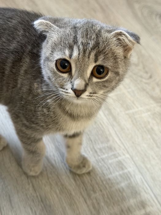 Кошка отдам в добрые руки