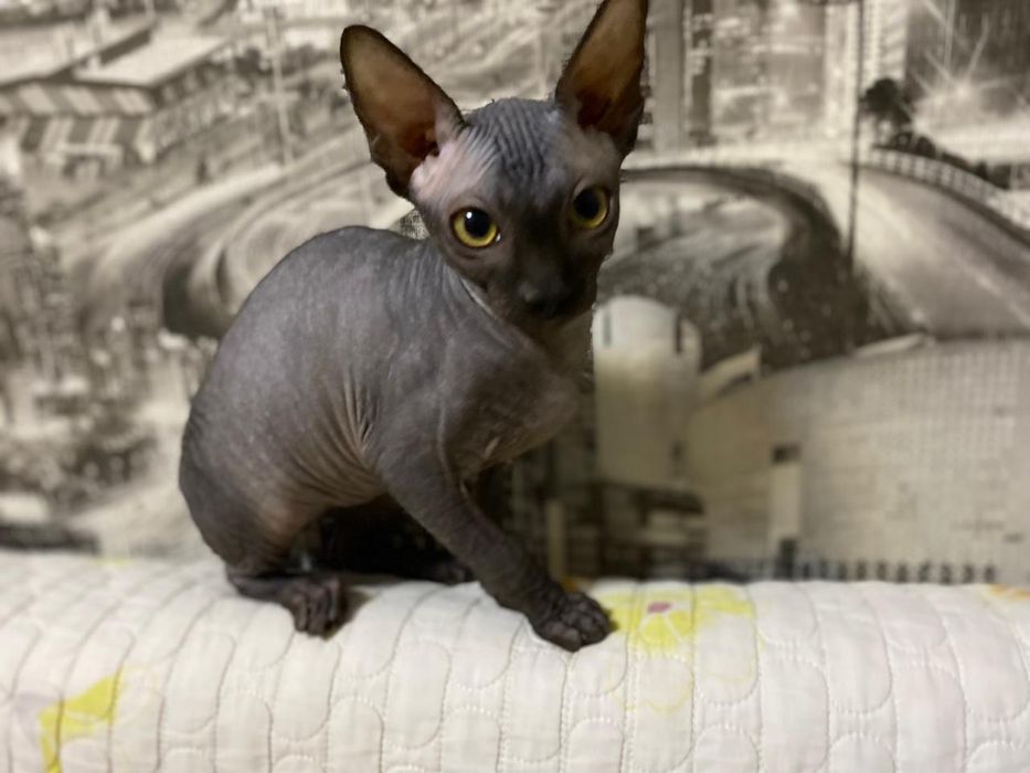 Продаю котят канадского сфинкса