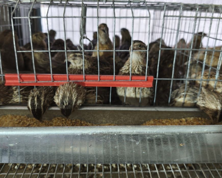 Vând prepelite ouătoare