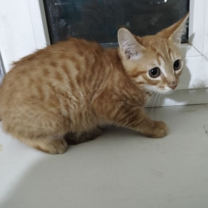 Отдам умных котят