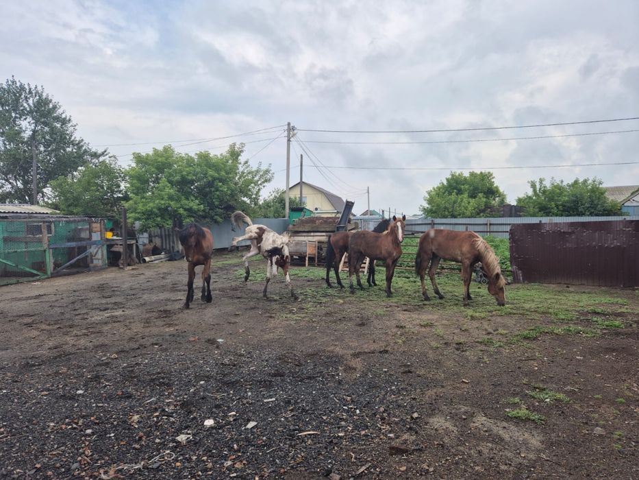 Продам оптом тайчиков
