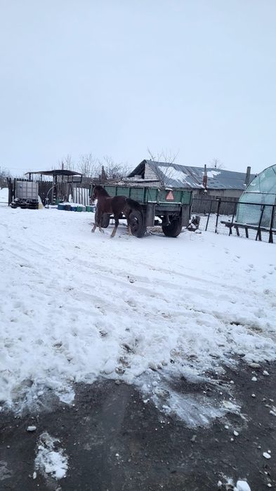 Iapă cu mânz, corcitura frizian