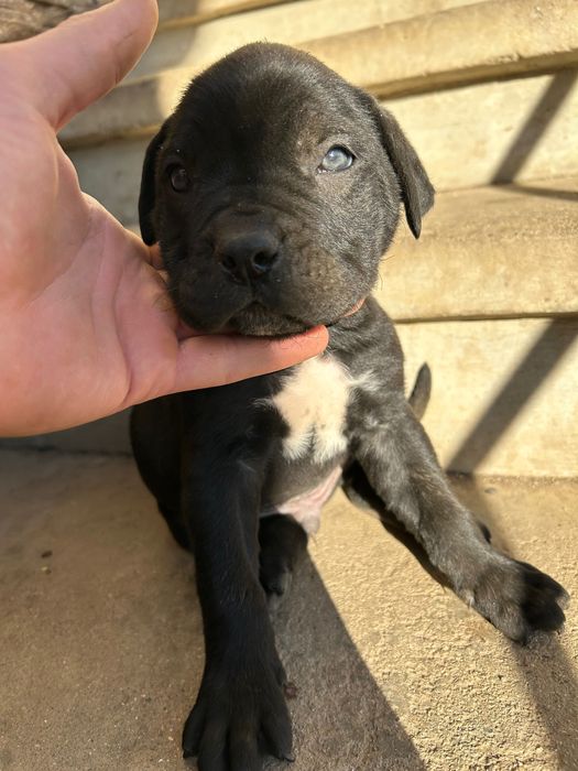 Малки кучета Кане Корсо