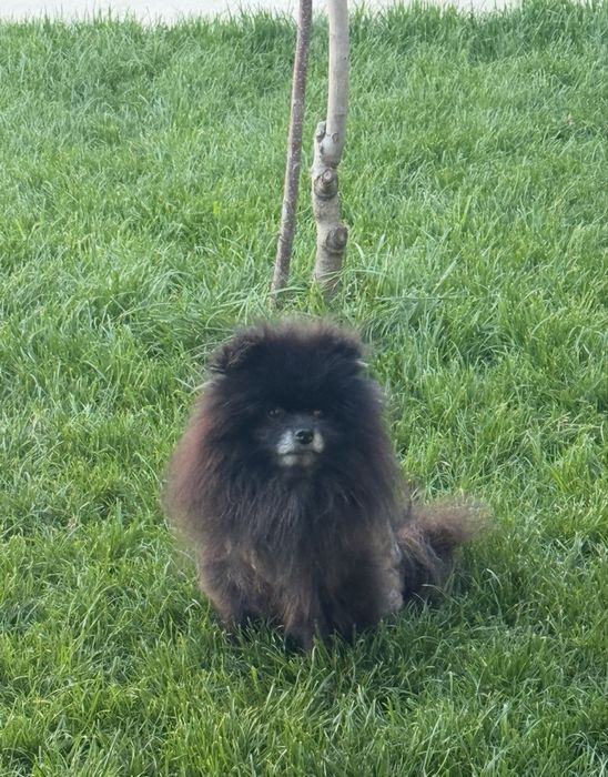Pomeranian mascul de vânzare FCI rasa pura