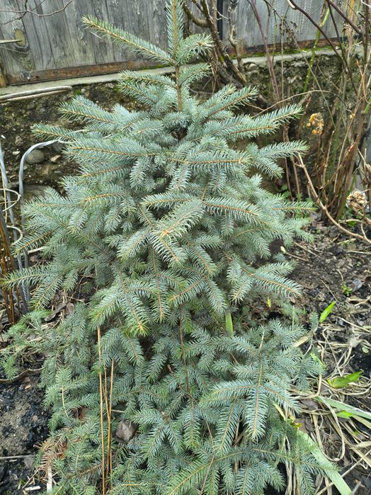 Сребрист смърч (Picea pungens)