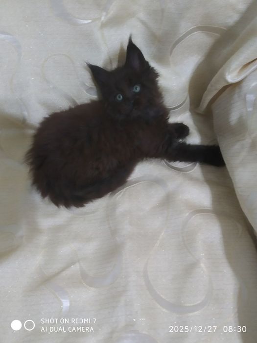 Продается котенок Мейн кунМейн кун