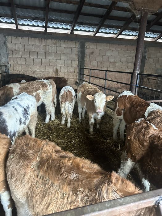 15 taurasi baltati angus si belga