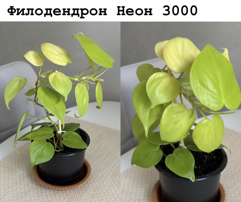 Комнатные цветы
