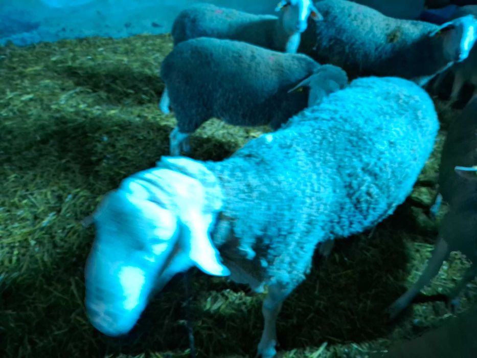 Продавам Овен Лакон