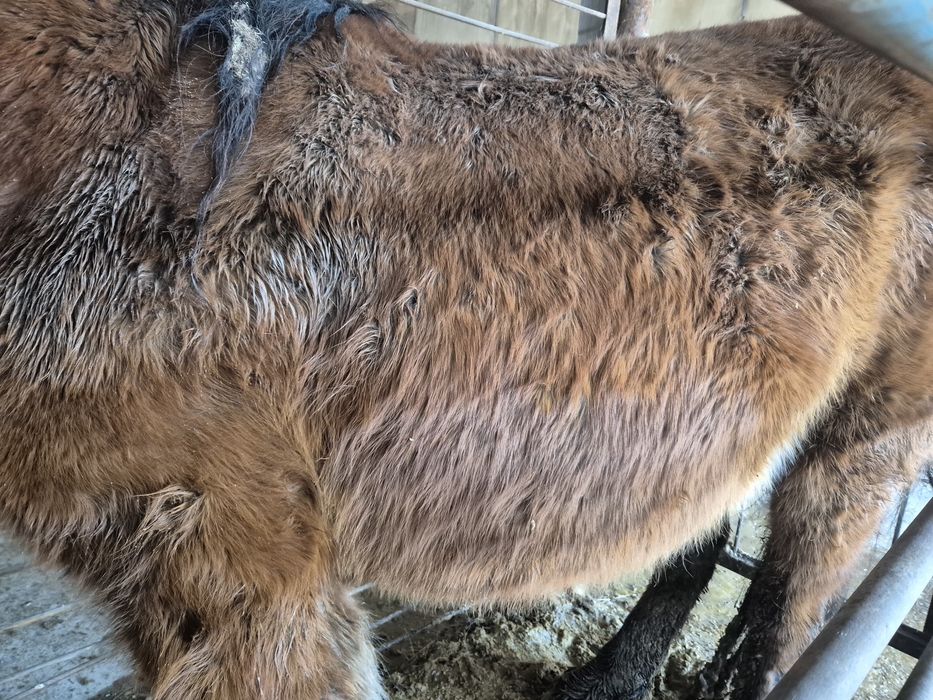 Кобыла с откорма