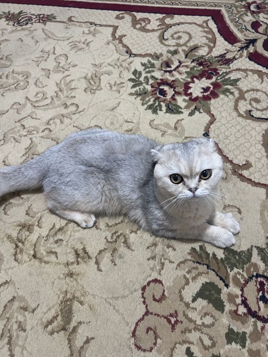 Кошка Вислоухая шиншила
