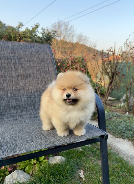 Померан момче със втора ваксина. Померанче