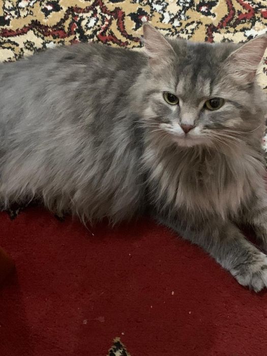 Котята дымчатые! Отдам в добрые руки