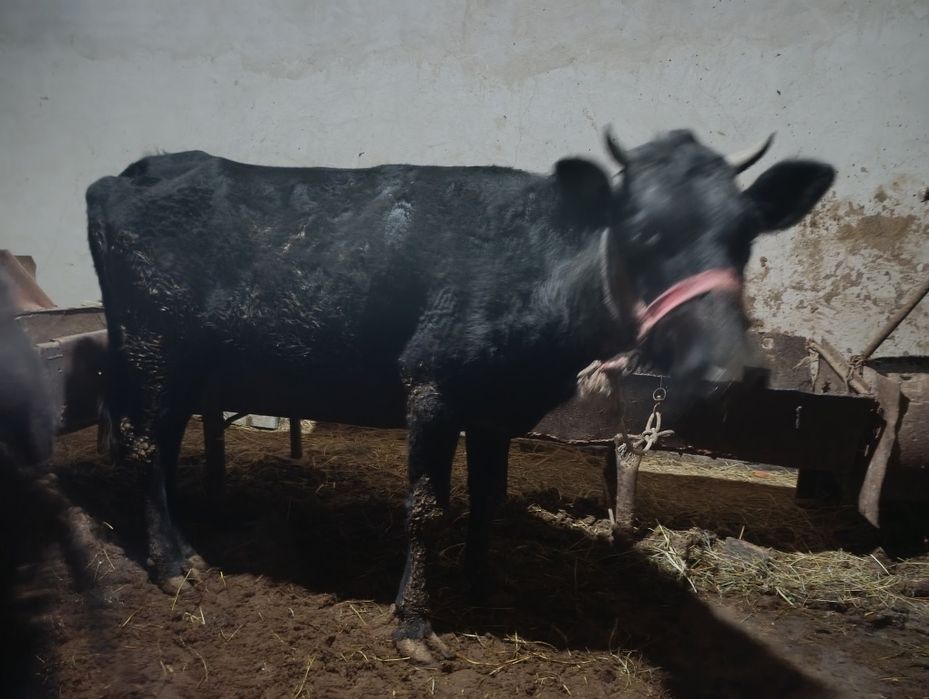 Gunojin sotiladi yeyishlari zor