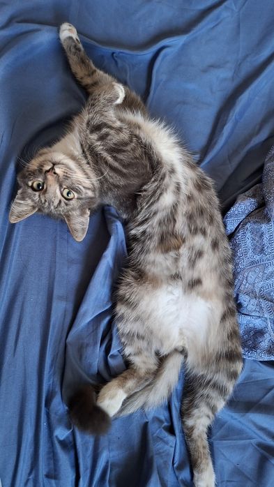 Уборка, домов, квартир.