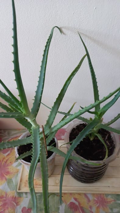 Продам алоэ лечебный
