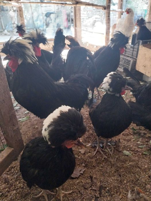 Pereche moțata olandeză