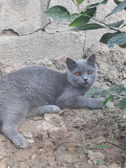 Тоза конли шотланский фолд, шотланский страйт  сотилади