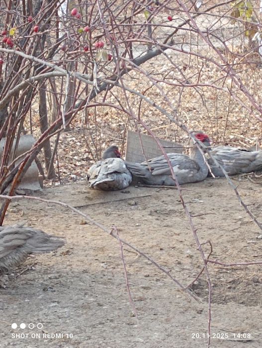 Индоутки порода Лаванда.