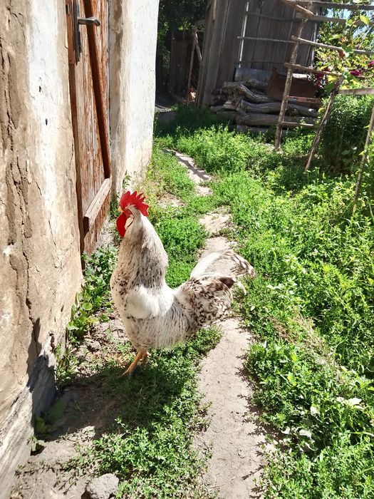 петух, барковский, қораз, әтеш