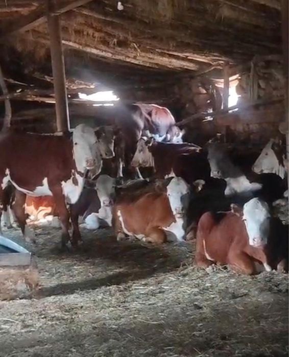 Продам акбасов тёлочек  и бычков!