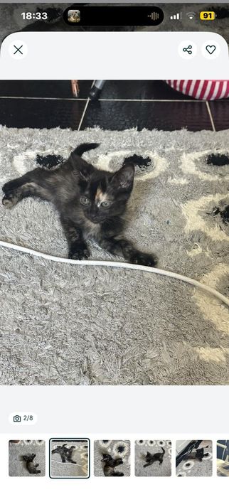 Отдам в добрые руки котенка девочка