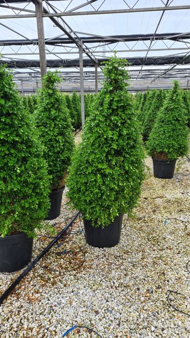 Vând Plante ornamentale orice specie