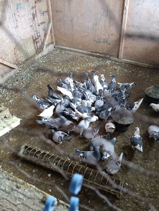 Vând porumbei la grămadă sau separat 25lei bucata...
