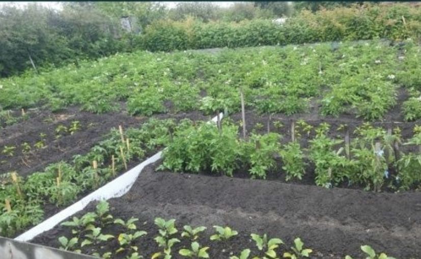 Дача текстильщиков 2