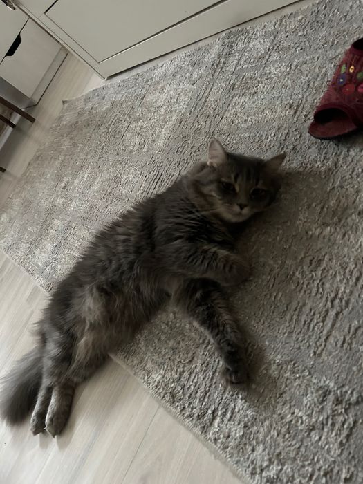 Кошка серая длинношерстная
