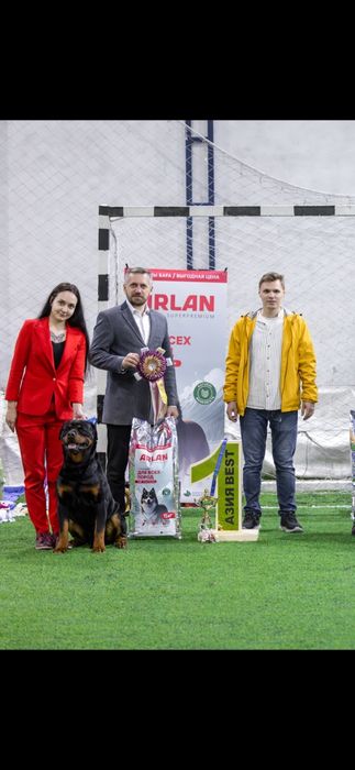 Ротвейлер девочка 1.5 года