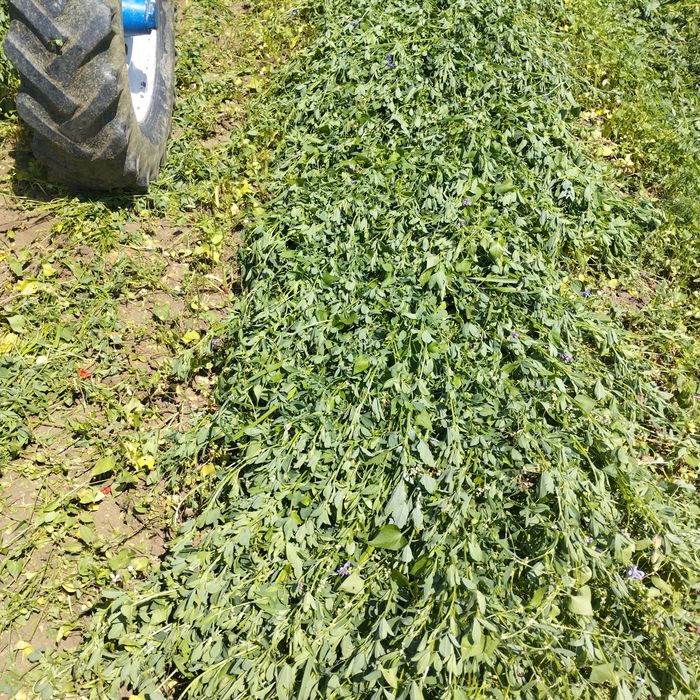 Baloti de lucernă