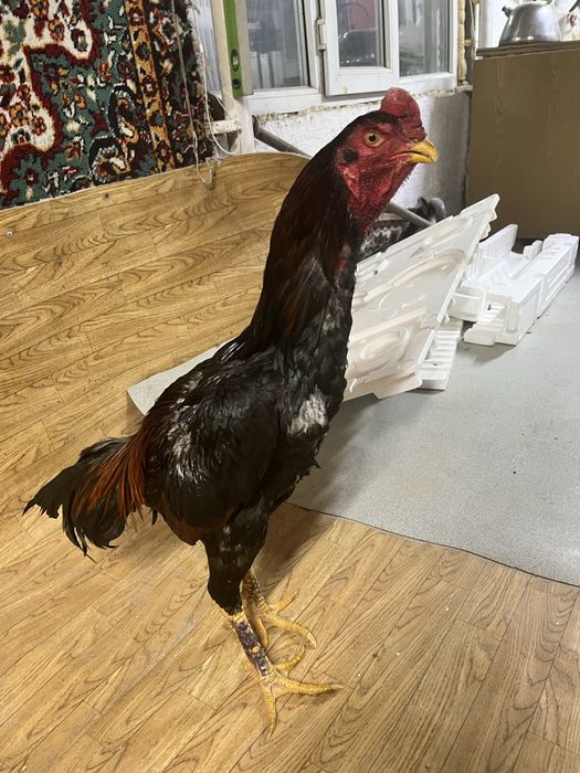 Дакан хам годовалый