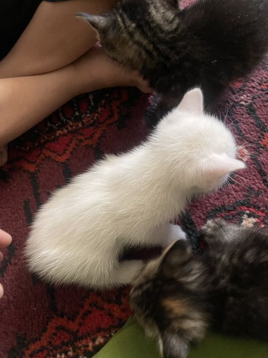 Skotish fold va strayt bolalari zotdor mushuklar