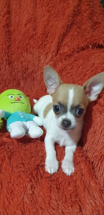 Щенок чихуахуа мальчик