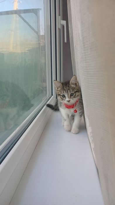 Котенок пушок милый пушистый