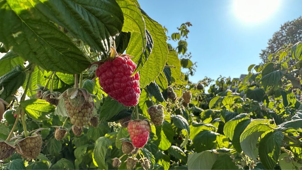 Здравейте предлагаме расат ягоди и малини