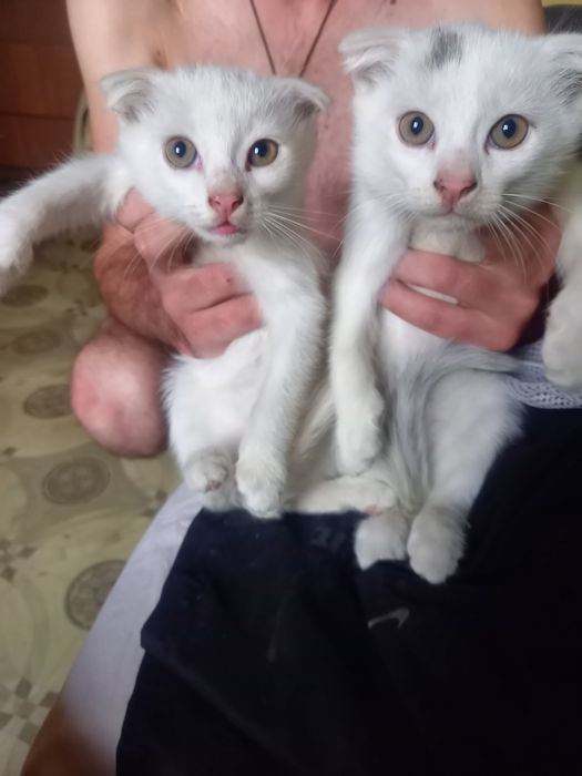 Котята вислоушки