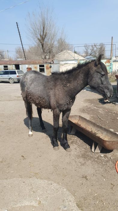 Байтал сатылады.