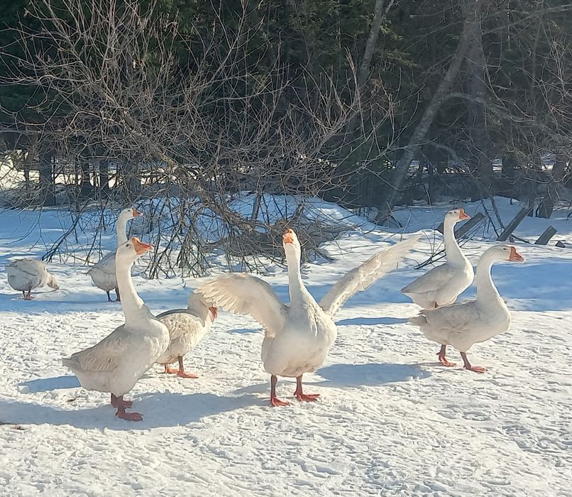 Гусята гусята гусята