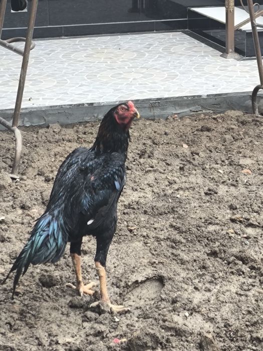 Dakan xoʻroz 8 oylik Koreya zot