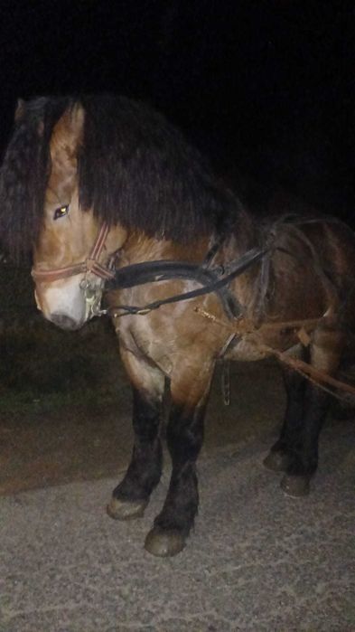 Vand armasar de 4 ani