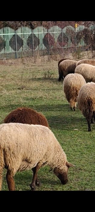 Berbecuți de vanzare