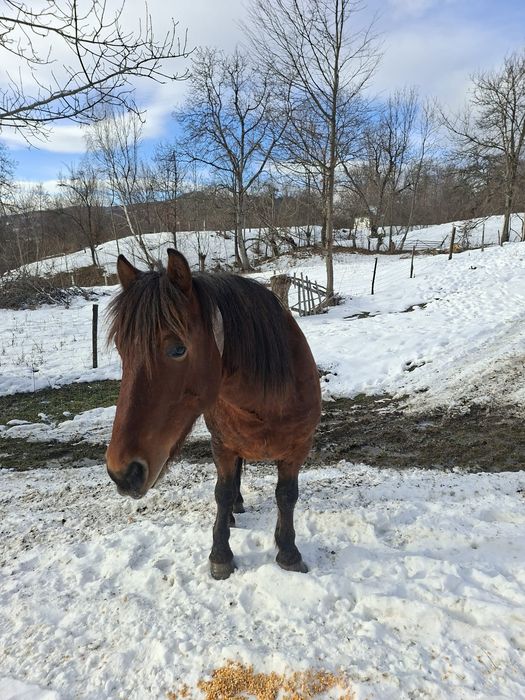 Armasar de vinzare 5 ani