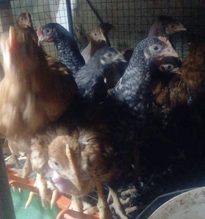 Продам домашних кур молодок, куры домашние